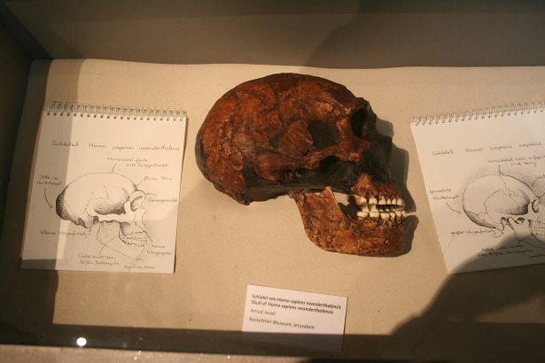 An ancient hominid skull on display in a museum case