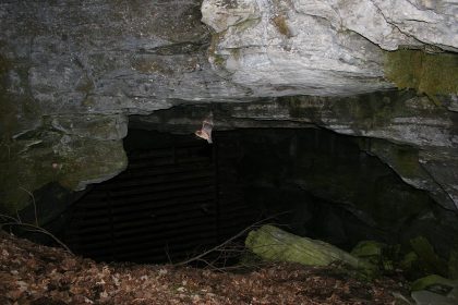 A bat flying at the entrance of a cave, one of the wild animals that can carry rabies