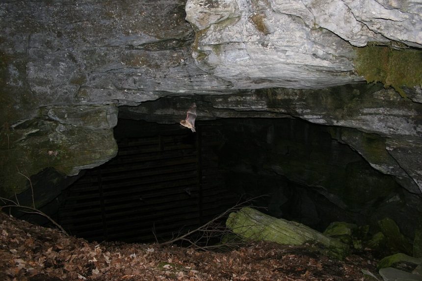 A bat flying at the entrance of a cave, one of the wild animals that can carry rabies
